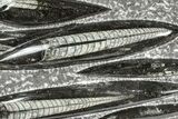 Polished Fossil Orthoceras (Cephalopod) Plate - Morocco #359670-1